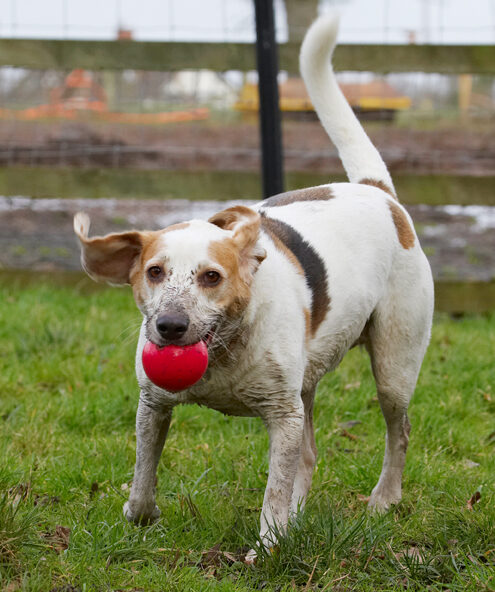 Ball, Beagle, Beagles, Dog, Dogs, Play, Playing, Playtime, Run, Running, Stan