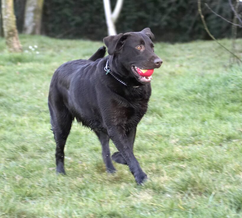 Ball, Chocolate, George, Labrador, Labradors, Play, Playing, Playtime, Run, Running