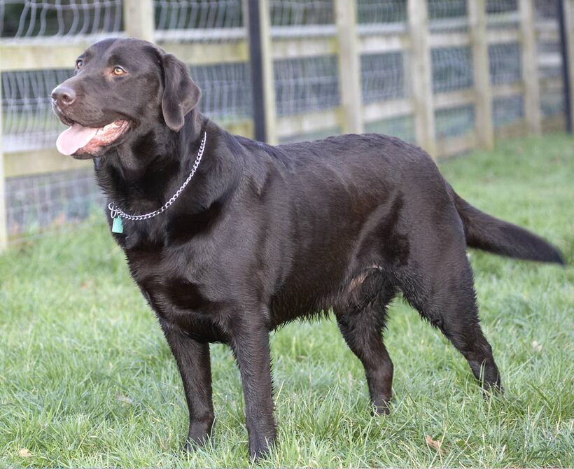 Chocolate, George, Labrador, Labradors, Play, Playing, Playtime, Pose, Posing, Stand, Standing, Tongue