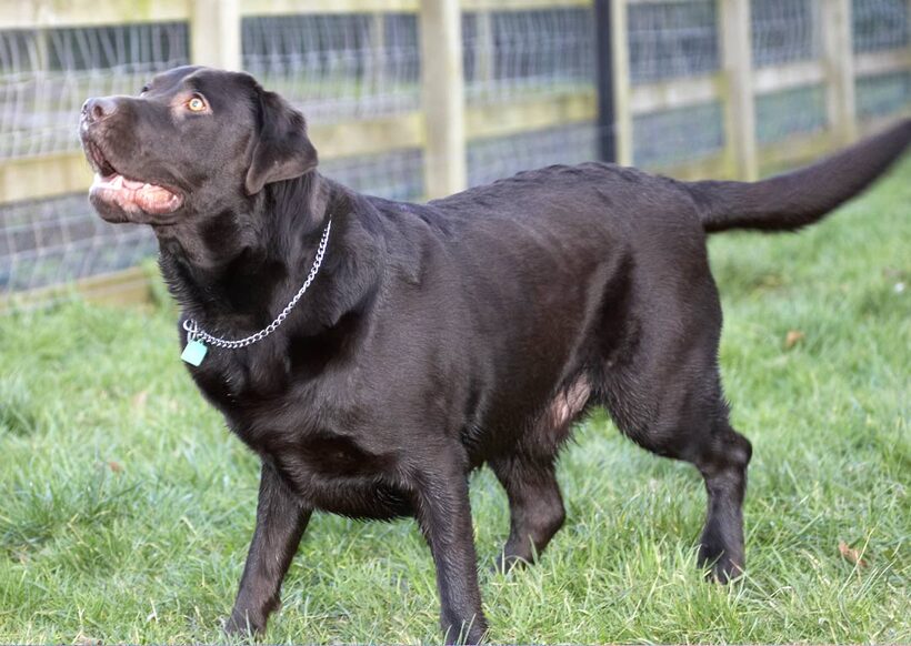 Chocolate, George, Labrador, Labradors, Play, Playing, Playtime
