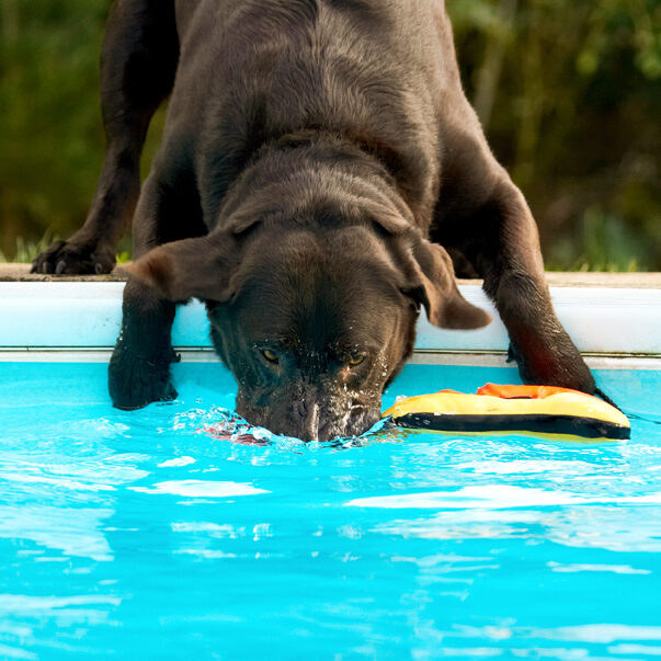 Chocolate, Playing, Play, Land Mammals, Land Mammal, Labradors, Labrador, George, Dogs, Dog, Animal, Animals, Canine, Canines, Playtime, Pool, Swimming, Terrestrial Mammal, Terrestrial Mammals, Water
