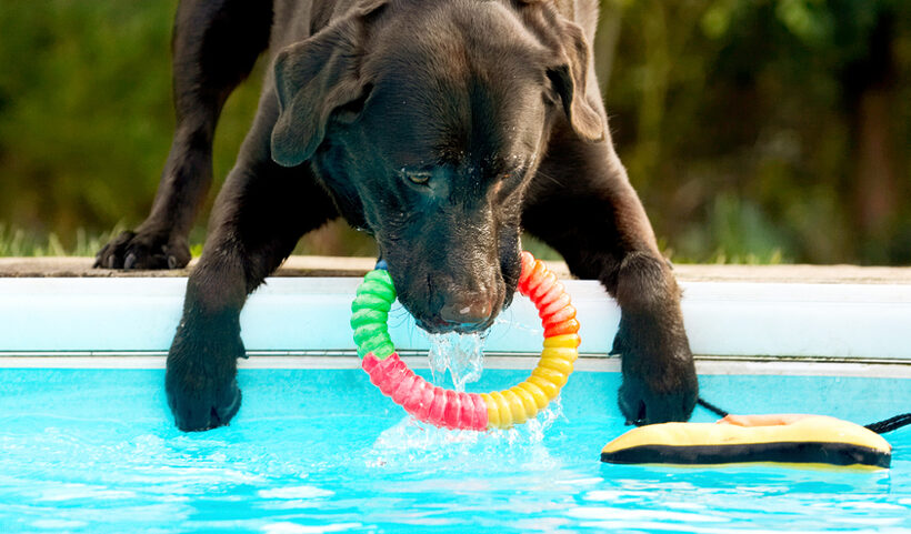 Chocolate, Playing, Play, Land Mammals, Land Mammal, Labradors, Labrador, George, Dogs, Dog, Animal, Animals, Canine, Canines, Playtime, Pool, Swimming, Terrestrial Mammal, Terrestrial Mammals, Water