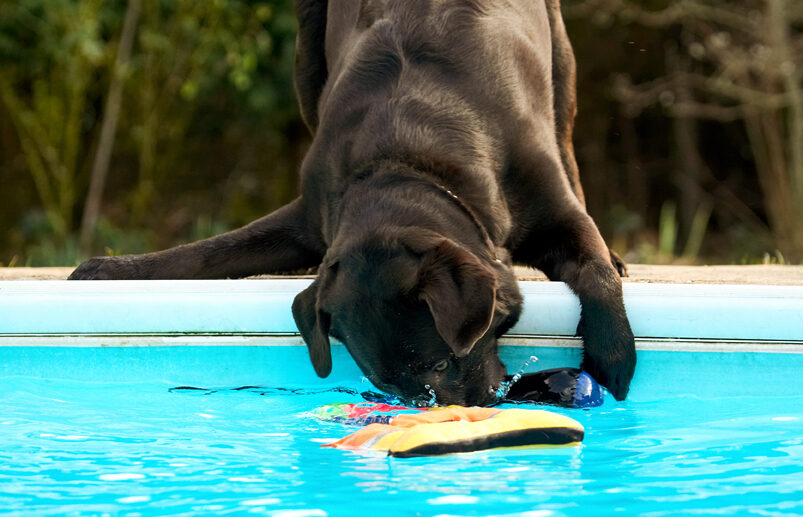 Chocolate, Playing, Play, Land Mammals, Land Mammal, Labradors, Labrador, George, Dogs, Dog, Animal, Animals, Canine, Canines, Playtime, Pool, Swimming, Terrestrial Mammal, Terrestrial Mammals, Water