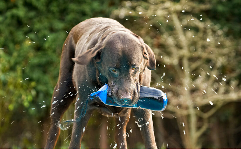 Labradors, Land Mammal, Land Mammals, Play, Playing, Playtime, Pool, Swimming, Terrestrial Mammal, Terrestrial Mammals, Water, Animal, Animals, Canine, Canines, Chocolate, Dog, Dogs, George, Labrador