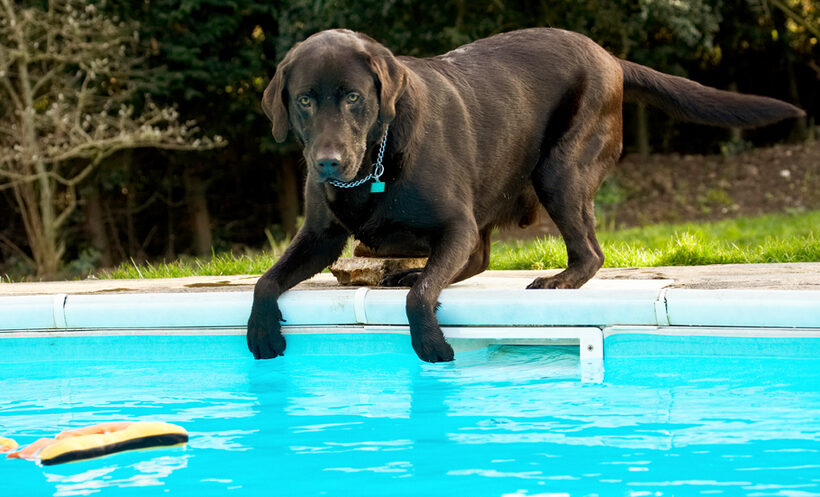 Labradors, Land Mammal, Land Mammals, Play, Playing, Playtime, Pool, Swimming, Terrestrial Mammal, Terrestrial Mammals, Water, Animal, Animals, Canine, Canines, Chocolate, Dog, Dogs, George, Labrador