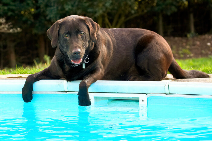 Chocolate, Labradors, Land Mammal, Land Mammals, Play, Playing, Playtime, Pool, Swimming, Terrestrial Mammal, Terrestrial Mammals, Tongue, Animal, Animals, Canine, Canines, Water, Dog, Dogs, George, Labrador