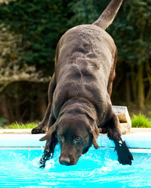 Labradors, Land Mammal, Land Mammals, Play, Playing, Playtime, Pool, Swimming, Terrestrial Mammal, Terrestrial Mammals, Water, Animal, Animals, Canine, Canines, Chocolate, Dog, Dogs, George, Labrador