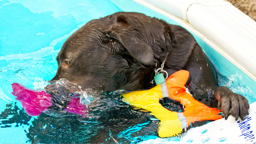 Labradors, Land Mammal, Land Mammals, Play, Playing, Playtime, Pool, Swimming, Terrestrial Mammal, Terrestrial Mammals, Water, Animal, Animals, Canine, Canines, Chocolate, Dog, Dogs, George, Labrador