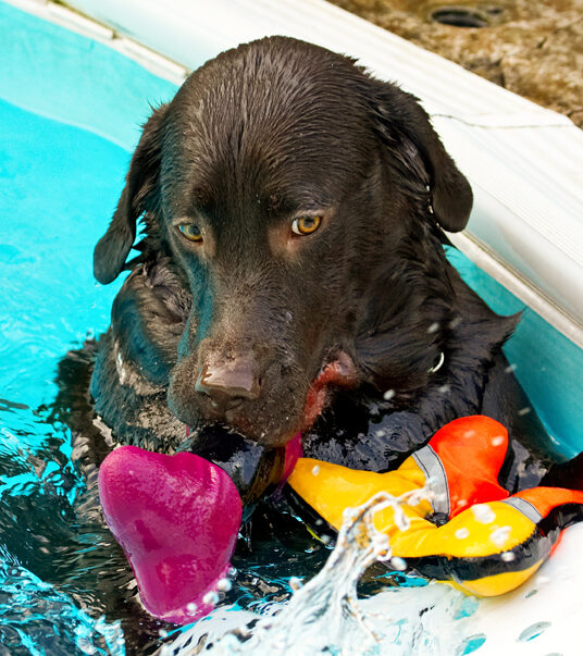 Labradors, Land Mammal, Land Mammals, Play, Playing, Playtime, Pool, Swimming, Terrestrial Mammal, Terrestrial Mammals, Water, Animal, Animals, Canine, Canines, Chocolate, Dog, Dogs, George, Labrador
