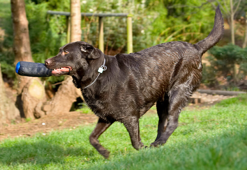Labradors, Land Mammal, Land Mammals, Play, Playing, Playtime, Pool, Swimming, Terrestrial Mammal, Terrestrial Mammals, Water, Animal, Animals, Canine, Canines, Chocolate, Dog, Dogs, George, Labrador