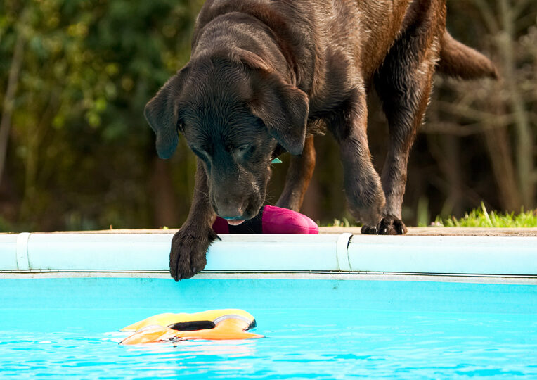 Labradors, Land Mammal, Land Mammals, Play, Playing, Playtime, Pool, Swimming, Terrestrial Mammal, Terrestrial Mammals, Water, Animal, Animals, Canine, Canines, Chocolate, Dog, Dogs, George, Labrador
