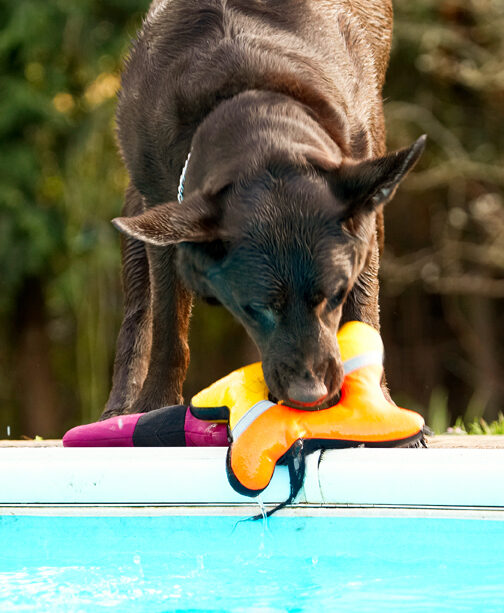 Labradors, Land Mammal, Land Mammals, Play, Playing, Playtime, Pool, Swimming, Terrestrial Mammal, Terrestrial Mammals, Water, Animal, Animals, Canine, Canines, Chocolate, Dog, Dogs, George, Labrador