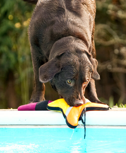 Labradors, Land Mammal, Land Mammals, Play, Playing, Playtime, Pool, Swimming, Terrestrial Mammal, Terrestrial Mammals, Water, Animal, Animals, Canine, Canines, Chocolate, Dog, Dogs, George, Labrador