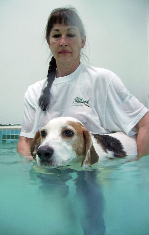 Beagle, Dog, Dogs, Lesson, Marjorie, Pool, Stan, Swim, Swimming