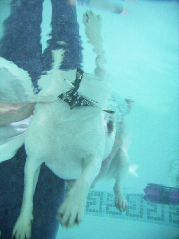 Beagle, Dog, Dogs, Lesson, Pool, Stan, Swim, Swimming, Underwater