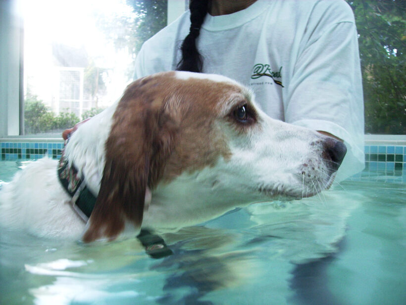 Beagle, Dog, Dogs, Lesson, Pool, Stan, Swim, Swimming