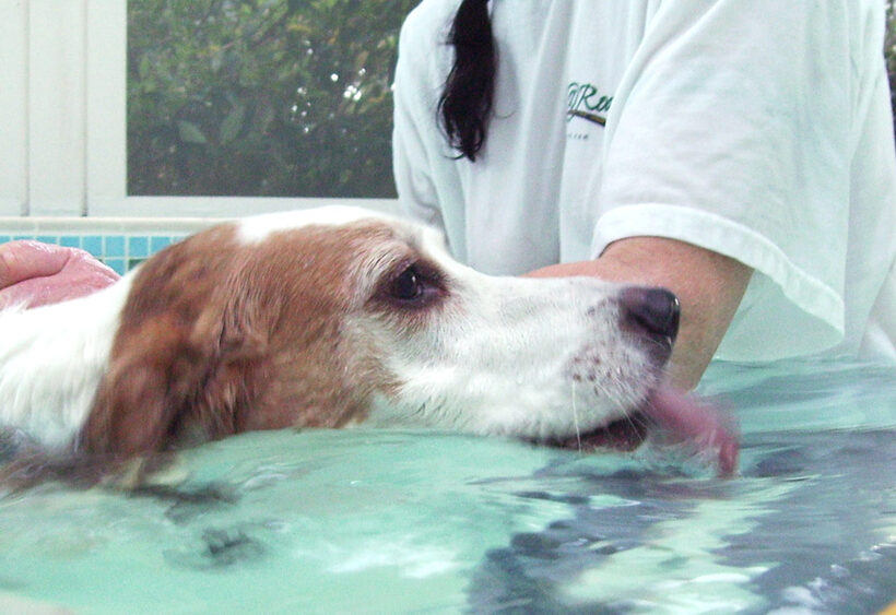 Beagle, Dog, Dogs, Lesson, Pool, Stan, Swim, Swimming