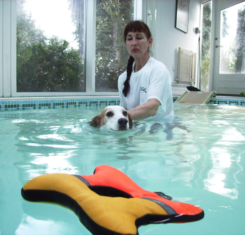 Beagle, Dog, Dogs, Lesson, Marjorie, Pool, Stan, Swim, Swimming