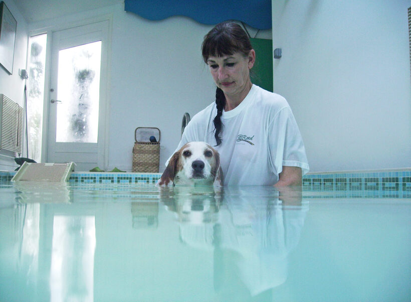 Beagle, Dog, Dogs, Lesson, Marjorie, Pool, Stan, Swim, Swimming