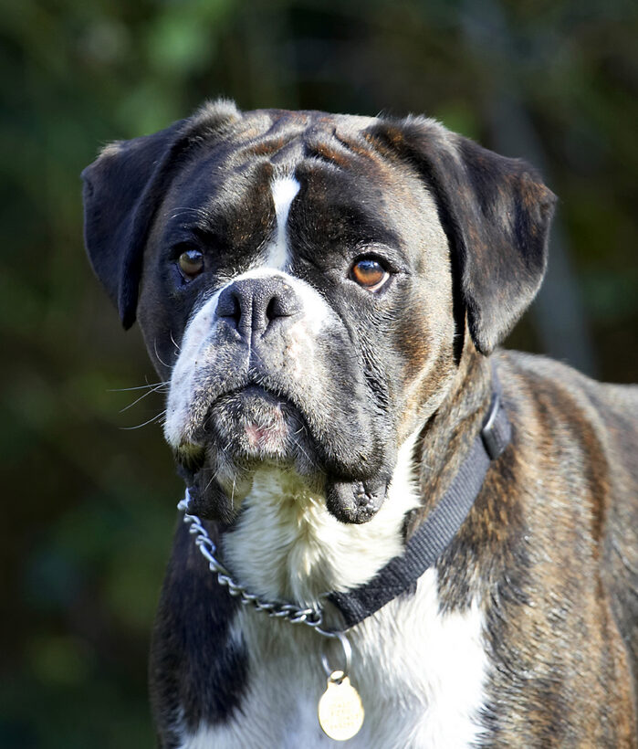 Boxer, Boxers, Dog, Dogs, George, Play, Playing, Playtime