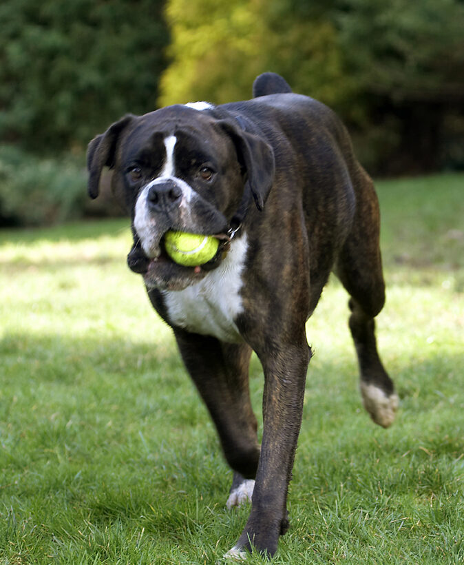 Ball, Boxer, Boxers, Dog, Dogs, George, Play, Playing, Playtime