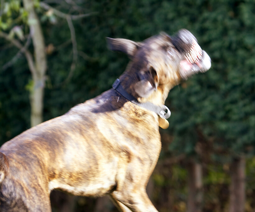Boxer, Boxers, Dog, Dogs, Play, Playing, Playtime, Zac