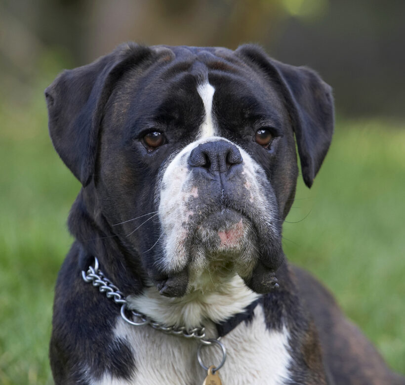 Boxer, Boxers, Dog, Dogs, George, Head, Play, Playing, Playtime, Portrait, Pose, Posing