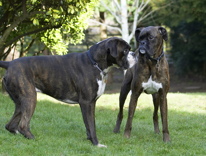 Boxer, Boxers, Dog, Dogs, George, Play, Playing, Playtime, Zac