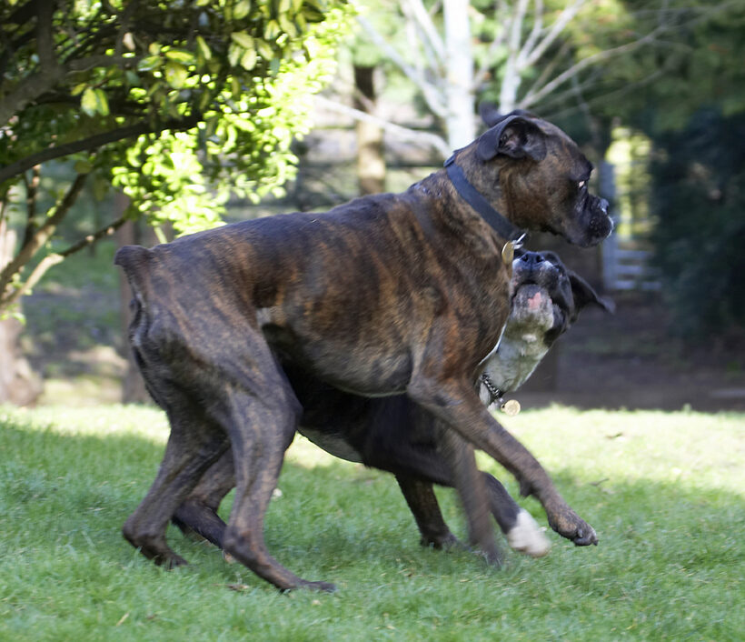 Boxer, Boxers, Dog, Dogs, George, Play, Playing, Playtime, Zac