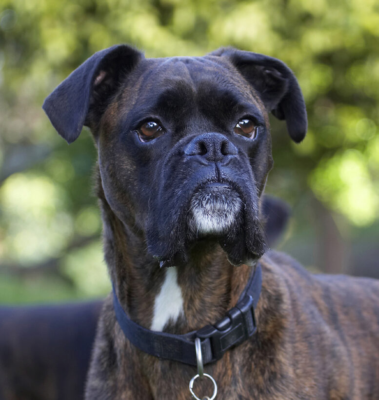 Boxer, Boxers, Dog, Dogs, Play, Playing, Playtime, Zac