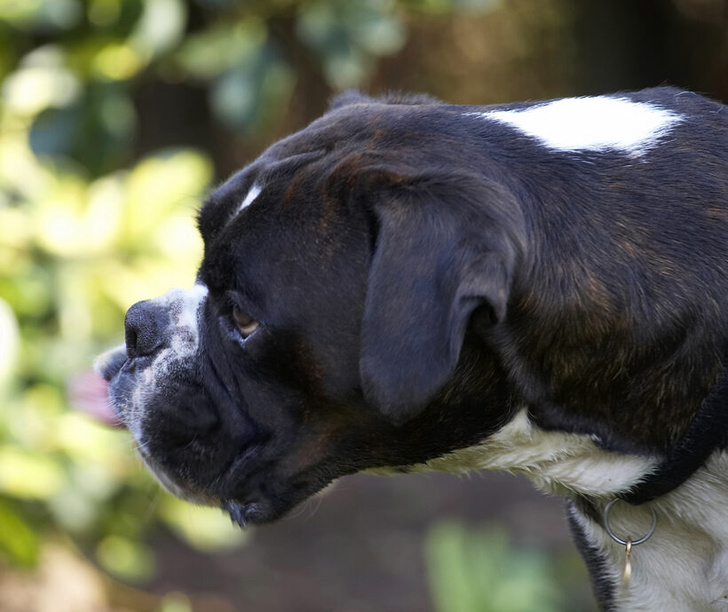 Boxer, Boxers, Butter, Dog, Dogs, George, Peanut, Play, Playing, Playtime, Tongue, Zac