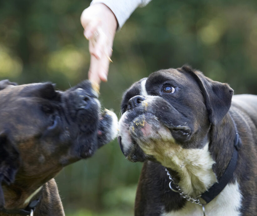 Boxer, Boxers, Dog, Dogs, George, Play, Playing, Playtime, Zac