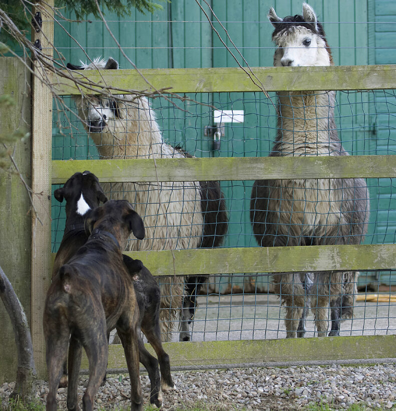 Alpacas, Boxer, Boxers, Dog, Dogs, George, Play, Playing, Playtime, Zac