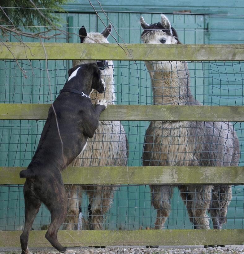 Alpacas, Boxer, Boxers, Dog, Dogs, George, Play, Playing, Playtime