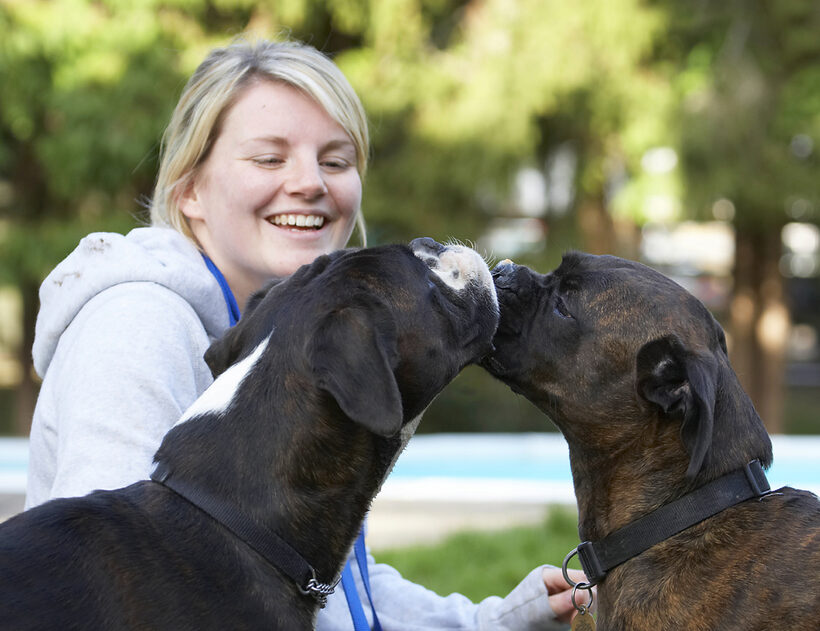 Blonde, Boxer, Boxers, Butter, Dog, Dogs, George, Kate, Peanut, Play, Playing, Playtime, Smile, Smiling, Woman, Zac