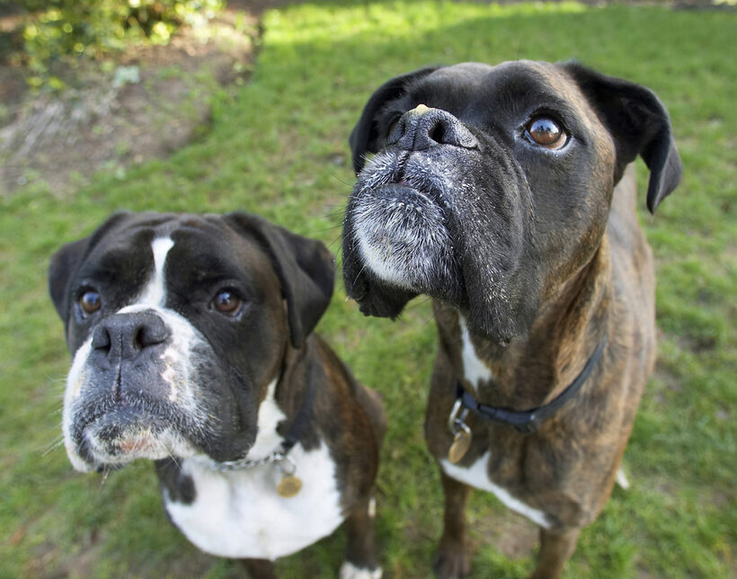 Boxer, Boxers, Dog, Dogs, George, Play, Playing, Playtime, Zac