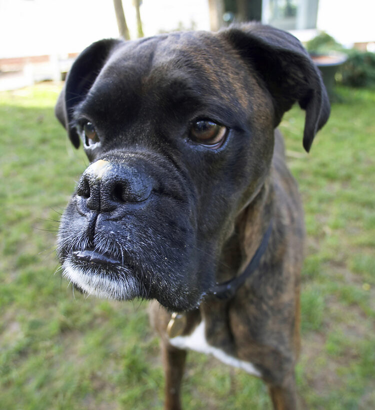Boxer, Boxers, Dog, Dogs, Play, Playing, Playtime, Zac