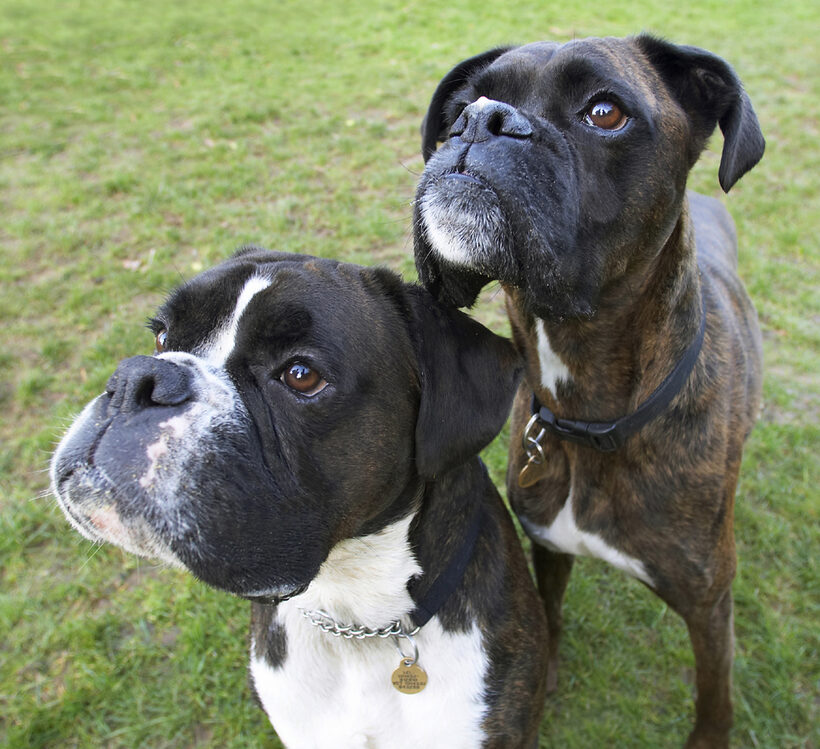 Boxer, Boxers, Dog, Dogs, George, Play, Playing, Playtime, Zac