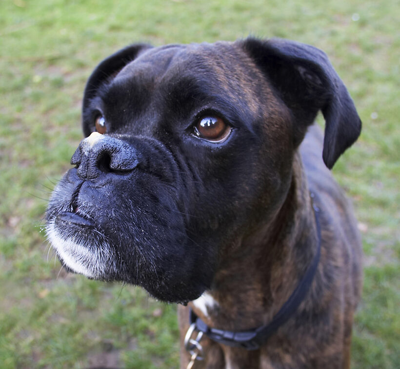 Boxer, Boxers, Dog, Dogs, Play, Playing, Playtime, Zac