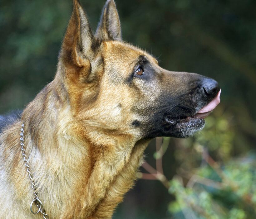 Alsatian, Dog, Dogs, Enoch, German, Head, Play, Playing, Playtime, Profile, Shepherd, Tongue