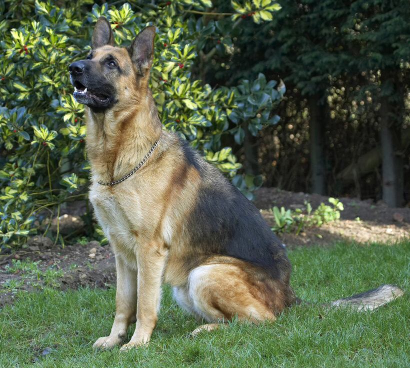Alsatian, Dog, Dogs, Enoch, German, Play, Playing, Playtime, Shepherd, Sit, Sitting