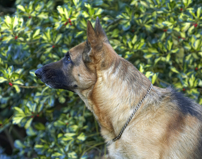 Alsatian, Dog, Dogs, Enoch, German, Head, Play, Playing, Playtime, Profile, Shepherd