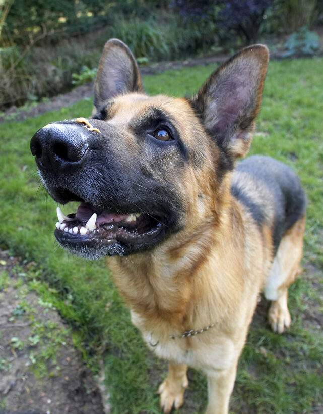 Alsatian, Butter, Dog, Dogs, Enoch, German, Peanut, Play, Playing, Playtime, Shepherd