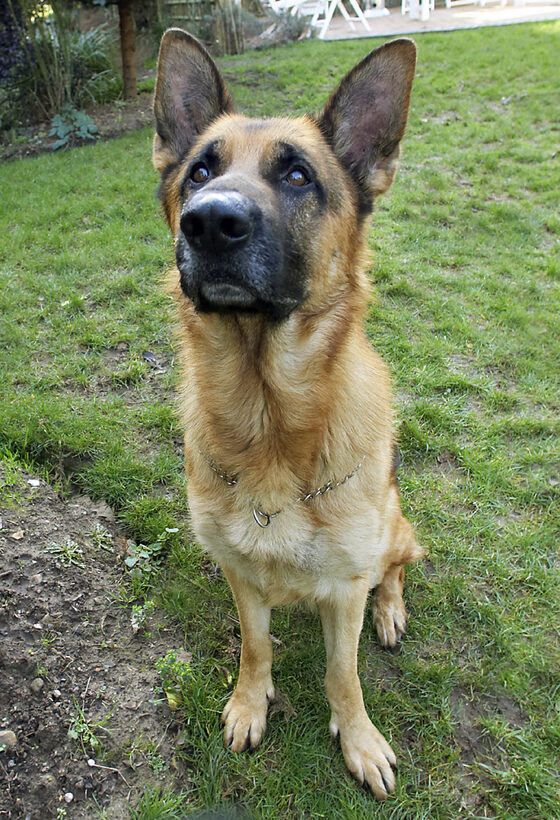 Alsatian, Dog, Dogs, Enoch, German, Play, Playing, Playtime, Shepherd, Sit, Sitting