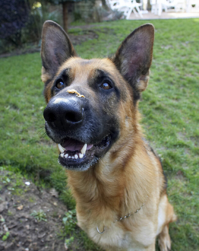 Alsatian, Butter, Dog, Dogs, Enoch, German, Peanut, Play, Playing, Playtime, Shepherd