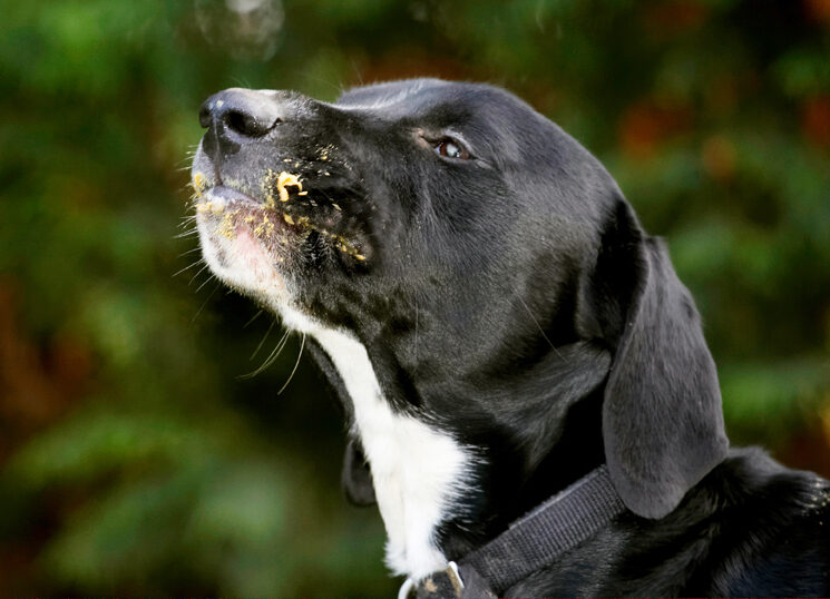 Boogla, Bougla, Butter, Dog, Dogs, Peanut, Spaniels, Springer Spaniel, Staffordshire Bull Terrier, Terriers
