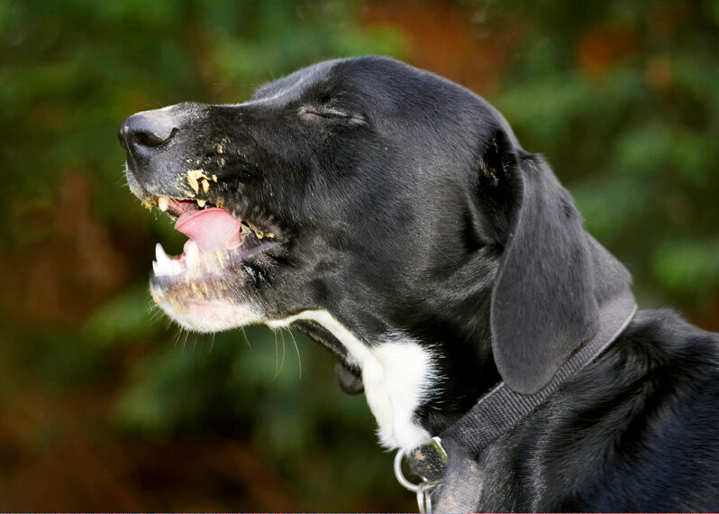 Boogla, Bougla, Butter, Dog, Dogs, Eat, Eating, Peanut, Spaniels, Springer Spaniel, Staffordshire Bull Terrier, Terriers, Tongue
