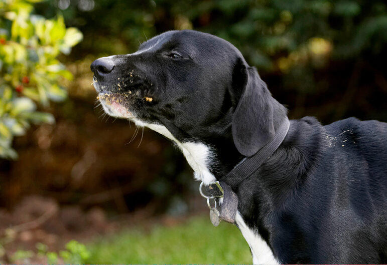Boogla, Bougla, Butter, Dog, Dogs, Eat, Eating, Peanut, Spaniels, Springer Spaniel, Staffordshire Bull Terrier, Terriers