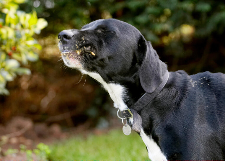 Boogla, Bougla, Butter, Dog, Dogs, Eat, Eating, Peanut, Spaniels, Springer Spaniel, Staffordshire Bull Terrier, Terriers