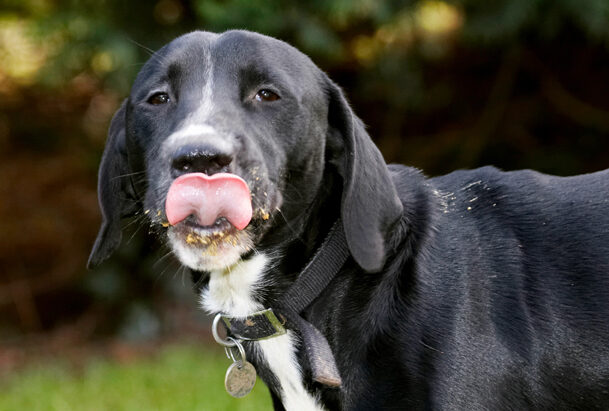 Boogla, Bougla, Butter, Dog, Dogs, Eat, Eating, Peanut, Spaniels, Springer Spaniel, Staffordshire Bull Terrier, Terriers, Tongue